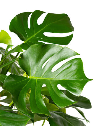 Die Monstera deliciosa ist eine sehr beliebte Zimmerpflanze tropischen Ursprungs.