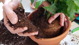 Zimmerpflanzen umtopfen