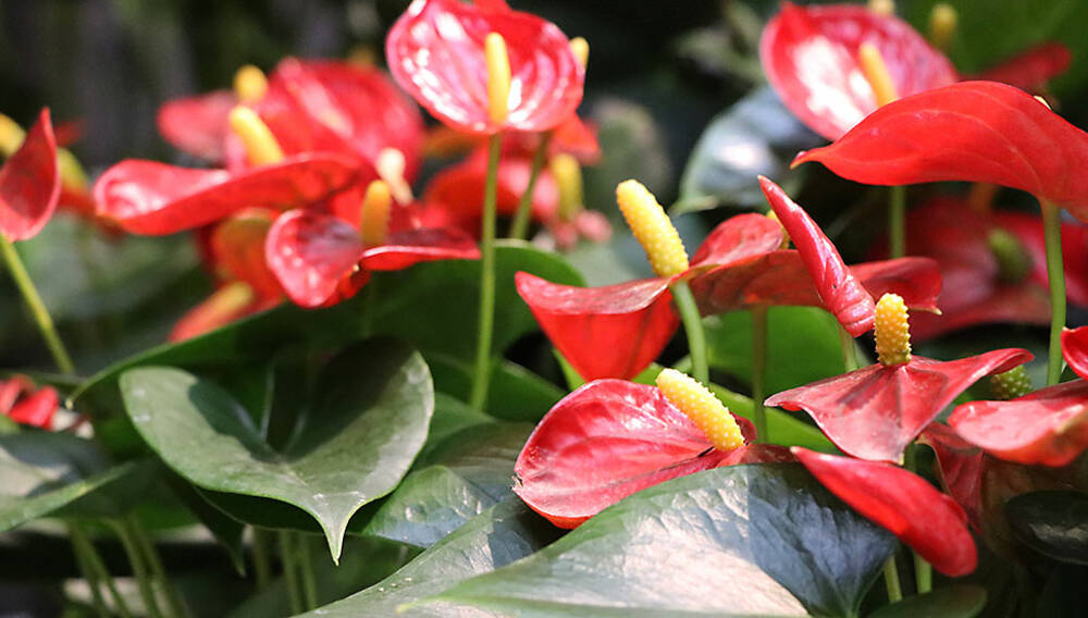 gartenbambus fargesia murielae Gartenbambus 'Panda'® kaufen