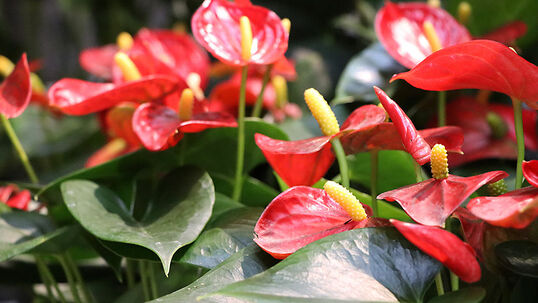 Die Flamingoblumen-Pflanze ist gemäss Studie besonders effektiv bei der Reinigung der Luft.