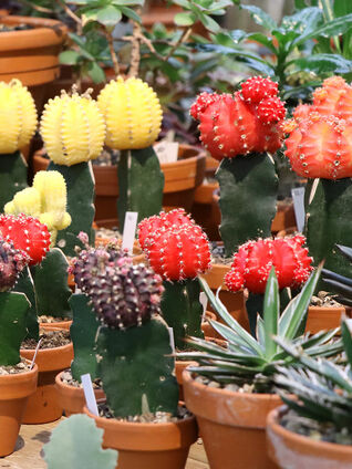 Sukkulenten stammen aus den Wüsten und Halbwüsten der Welt. Da sie sich an diese Umgebung angepasst haben, benötigen sie nur wenig Wasser.