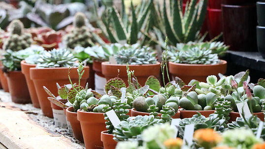 Sukkulenten stammen aus den Wüsten und Halbwüsten der Welt. Da sie sich an diese Umgebung angepasst haben, benötigen sie nur wenig Wasser.