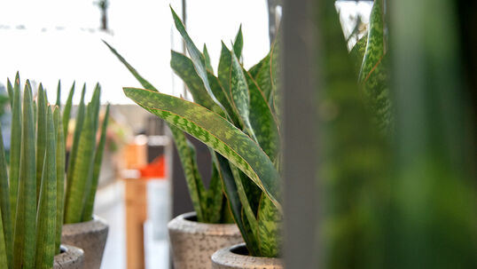 Nebst Wasser- und Nährstoffversorgung spielt bei Zimmerpflanzen der Standort eine entscheidende Rolle.