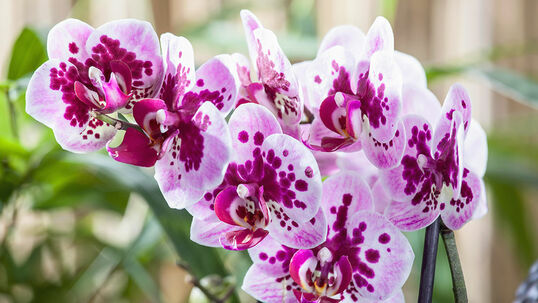 Orchideen gehören zu den vielfältigsten Pflanzenfamilien der Welt.