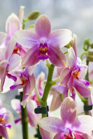 Orchideen gehören zu den vielfältigsten Pflanzenfamilien der Welt.