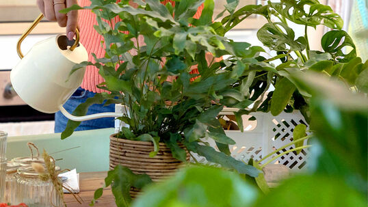 Wichtig zu wissen ist, dass Überbewässerung, und nicht Trockenheit, die häufigste Ursache für den Tod von Zimmerpflanzen ist.