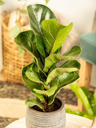 Neben Temperatur und Luftfeuchtigkeit spielt vor allem der Standort und das Licht eine entscheidende Rolle bei der Gesundheit Ihrer Zimmerpflanzen.
