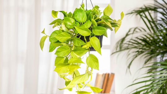 Die Efeutute besticht sowohl durch ihre geschwungenen Ranken als auch durch ihre luftreinigenden Eigenschaften.