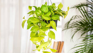 Hängende Zimmerpflanzen