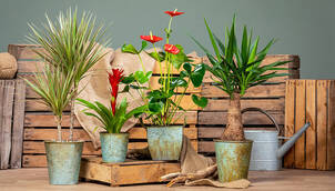 Geschichte der Zimmerpflanzen