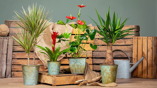 Zimmerpflanzen stehen heutzutage mehr denn je im Rampenlicht.