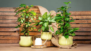 Temperatur und Luftfeuchtigkeit für Zimmerpflanzen