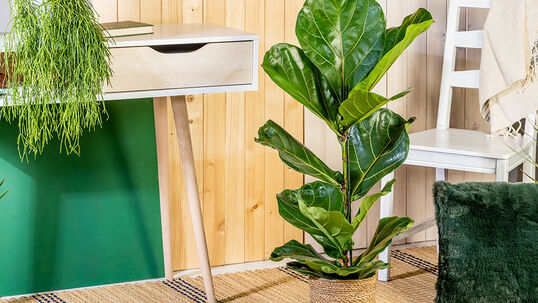 Neben Temperatur und Luftfeuchtigkeit spielt vor allem der Standort und das Licht eine entscheidende Rolle bei der Gesundheit Ihrer Zimmerpflanzen.