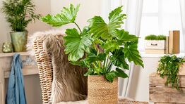 Gefässe für Pflanzen