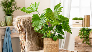 Pflegeleichte Zimmerpflanzen