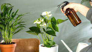 Zimmerpflanzen pflegen