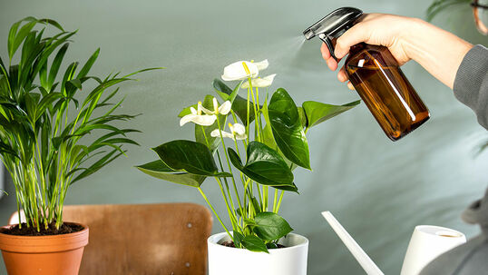 Bei geringer Luftfeuchtigkeit sind die meisten Zimmerpflanzen froh um ein Besprühen mit kalkarmem Wasser. 