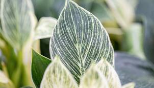 Spezialitäten und Besonderheiten