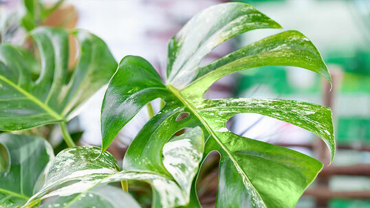 Die Monstera deliciosa 'Variegata' ist eine sehr beliebte Zimmerpflanze tropischen Ursprungs.