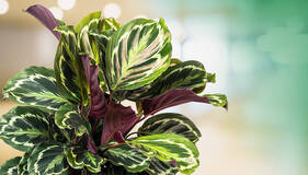 Die 10 beliebtesten Zimmerpflanzen bei der Hauenstein AG