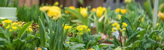 Hauenstein Stadt-Gartencenter Zürich