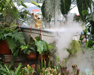 Our indoor jungle in Zurich – lush greenery, tropical mist, and plenty of inspiration.