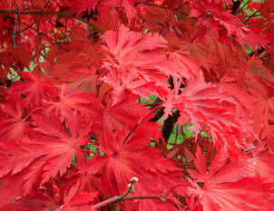 Videoanleitung: Japanischer Ahorn