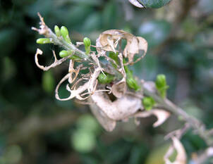 Videoanleitung: Buchsbaumzünsler