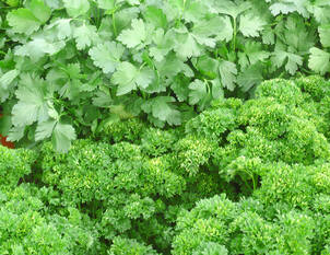 Videoanleitung: Kräuterkonservierung