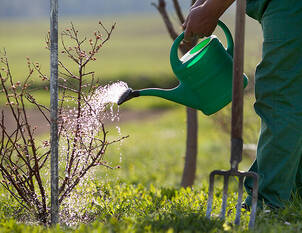 Videoanleitung: Richtiges Giessen