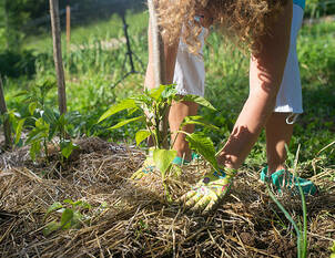 Videoanleitung: Mulchen zwischen den Pflanzen