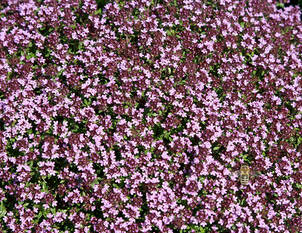 Videoanleitung: Alternative Flächenbepflanzung