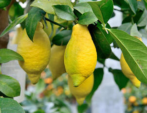 Videoanleitung: Zitruspflanzen umtopfen und pflegen