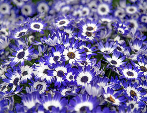 Videoanleitung: Balkongefässe im Frühjahr