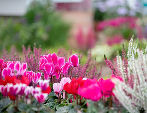 Videoanleitung: Gefässbepflanzung im Herbst