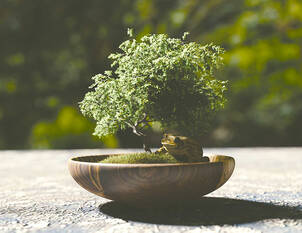 Videoanleitung: Zimmerbonsai umtopfen