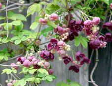 Videoanleitung: Pflanzung von Kletterpflanzen