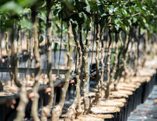 Videoanleitung: Pflanzung von Containerpflanzen