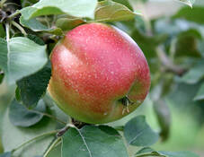 Videoanleitung: Pflanzung von Obstbäumen 