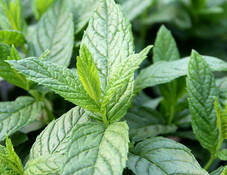 Videoanleitung: Pflanzung von Kräutern