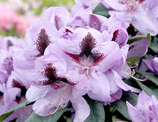 Videoanleitung: Neuanlage von einem Moorbeet