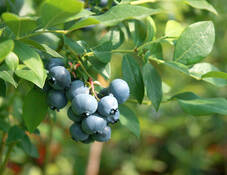 Videoanleitung: Heidelbeeren