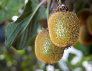 Videoanleitung: Schnitt und Pflege von Kiwi