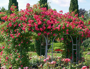 Videoanleitung: Rankhilfen für Rosen