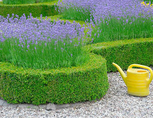 Videoanleitung: Schnitt und Pflege von Hecken