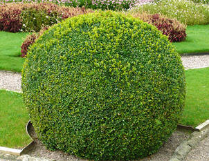 Videoanleitung: Schnitt und Pflege von Buchs