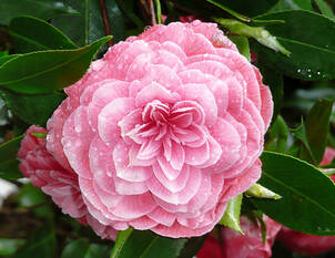 Videoanleitung: Pflege von Kamelien