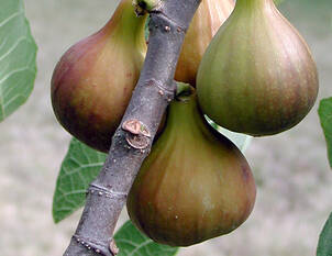 Videoanleitung: Schnitt und Pflege von Feigen