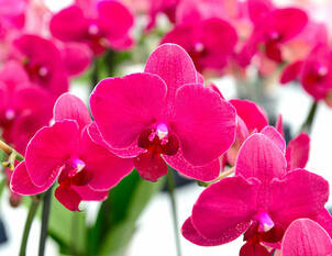 Videoanleitung: Pflege von Orchideen