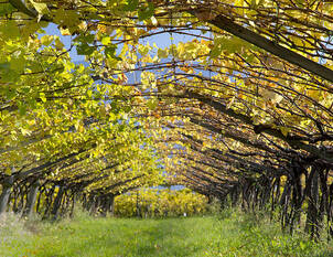 Videoanleitung: Schnitt und Pflege von Reben